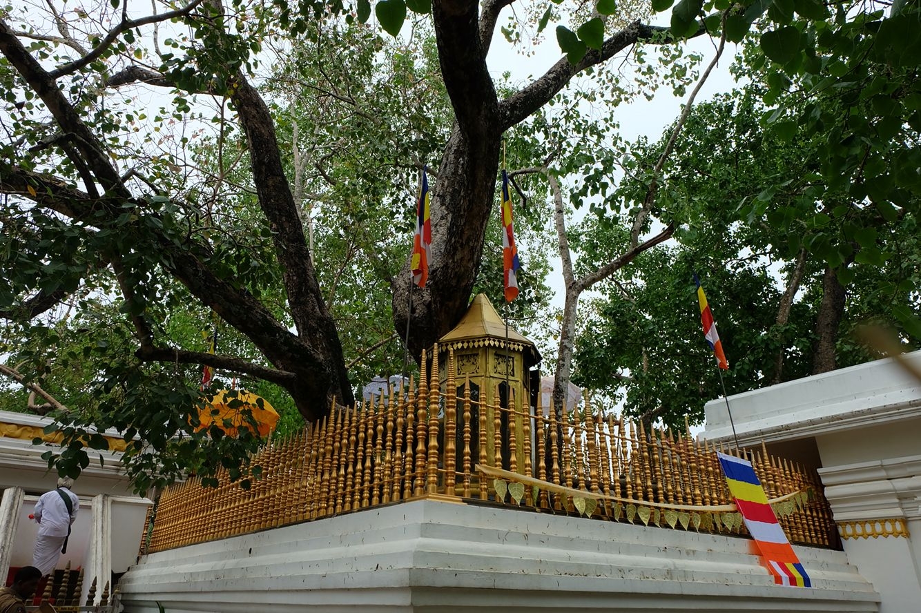 Дерево Бодхи, также известное как фикус священный (Ficus religiosa), занимает особое место в буддизме и индуизме